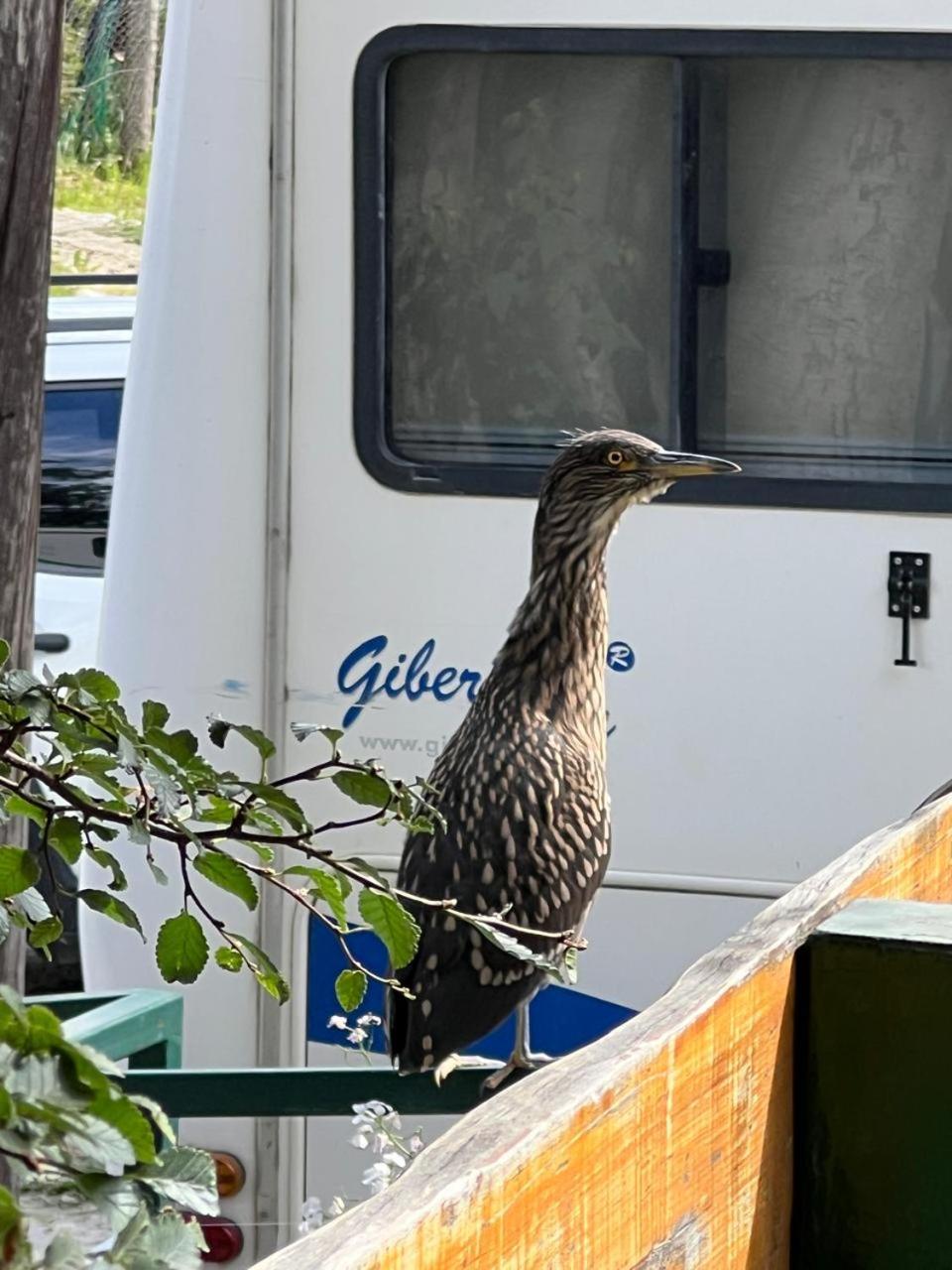Buenavida Guesthouse Ushuaia Kültér fotó